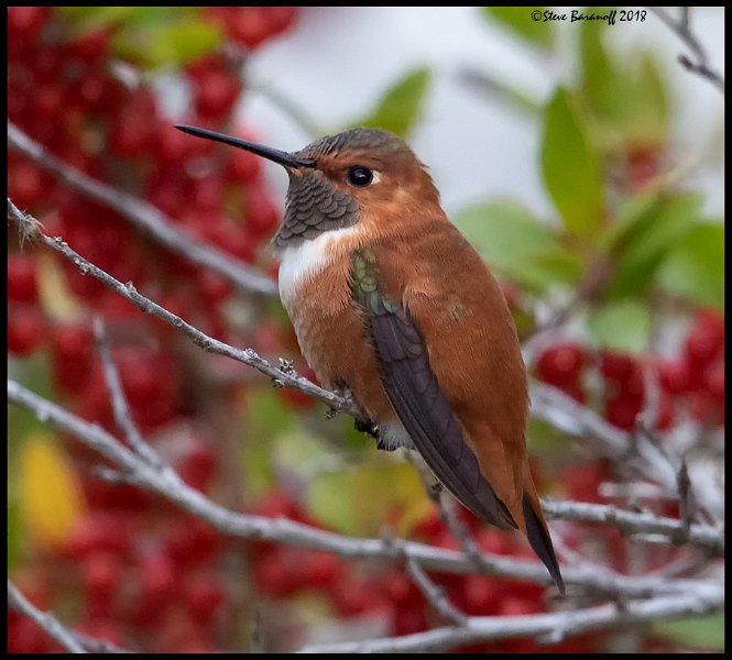 _8SB0205 rufous hummingbird.jpg